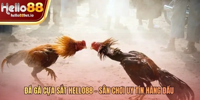 Nền tảng đá gà cựa sắt Hello88 với các trận đấu đỉnh cao